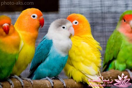 پرندگان زیبا